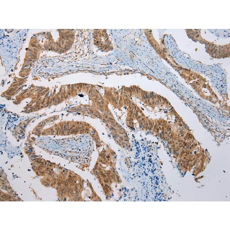 Immunohistochemistry - NUDCD3 Antibody from Signalway Antibody (42980) - Antibodies.com