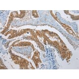Immunohistochemistry - NUDCD3 Antibody from Signalway Antibody (42980) - Antibodies.com