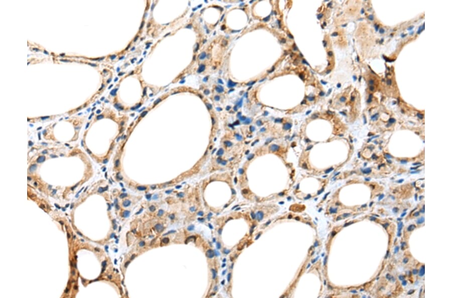 Immunohistochemistry - DNAAF5 Antibody from Signalway Antibody (42981) - Antibodies.com