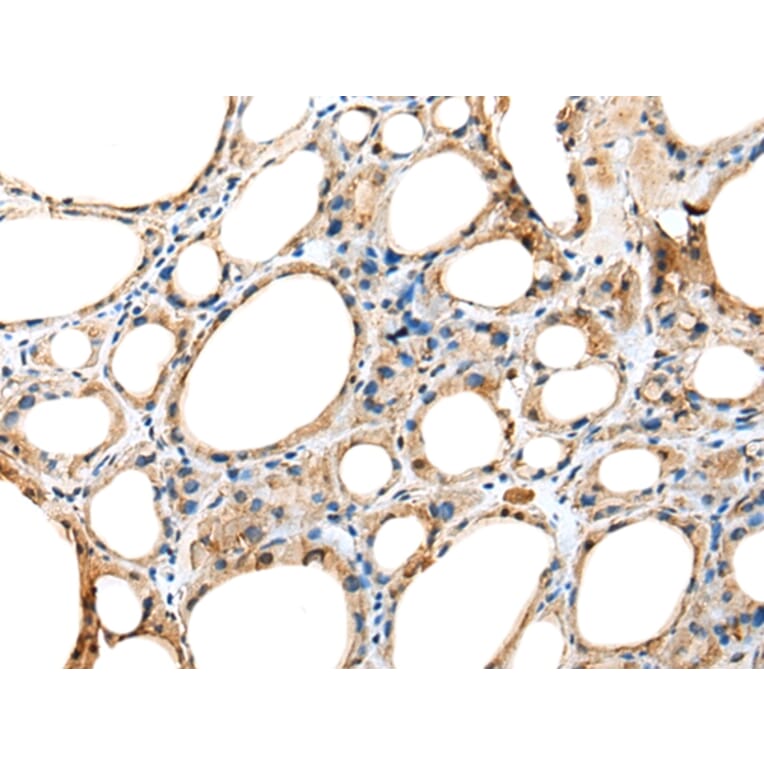 Immunohistochemistry - DNAAF5 Antibody from Signalway Antibody (42981) - Antibodies.com