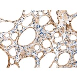Immunohistochemistry - DNAAF5 Antibody from Signalway Antibody (42981) - Antibodies.com
