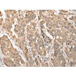 Immunohistochemistry - ZNF672 Antibody from Signalway Antibody (42982) - Antibodies.com