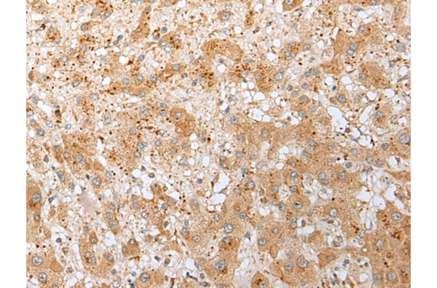 Immunohistochemistry - DNAJB9 Antibody from Signalway Antibody (42984) - Antibodies.com