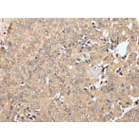 Immunohistochemistry - RNF114 Antibody from Signalway Antibody (42990) - Antibodies.com