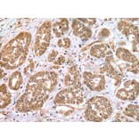 Immunohistochemistry - RNF114 Antibody from Signalway Antibody (42990) - Antibodies.com