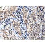 Immunohistochemistry - RNF141 Antibody from Signalway Antibody (42992) - Antibodies.com