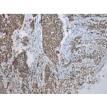 Immunohistochemistry - NSMCE2 Antibody from Signalway Antibody (43000) - Antibodies.com