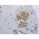 Immunohistochemistry - NSMCE2 Antibody from Signalway Antibody (43000) - Antibodies.com