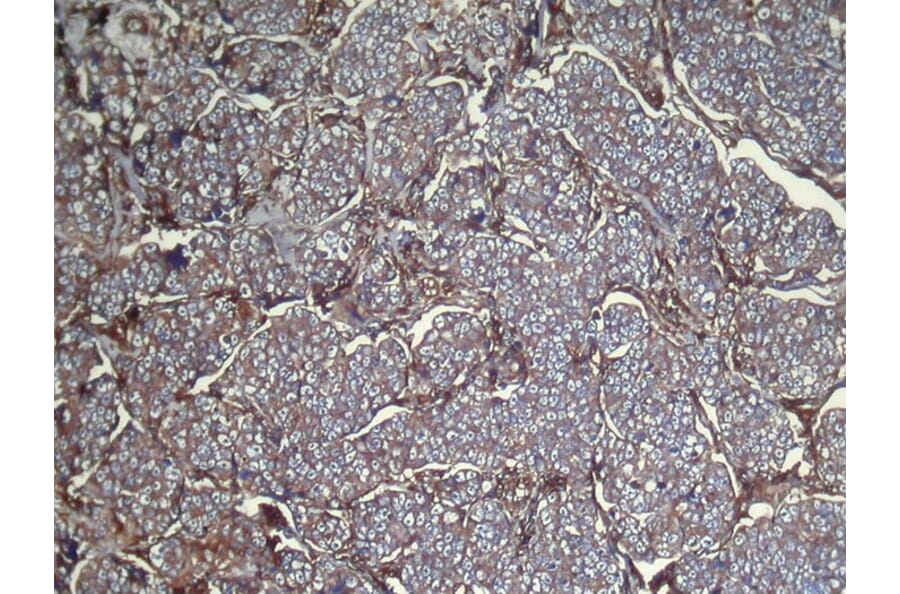 Immunohistochemistry - UGT3A1 Antibody from Signalway Antibody (43003) - Antibodies.com