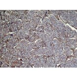 Immunohistochemistry - UGT3A1 Antibody from Signalway Antibody (43003) - Antibodies.com
