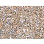 Immunohistochemistry - DTNBP1 Antibody from Signalway Antibody (43089) - Antibodies.com