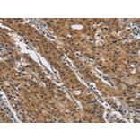 Immunohistochemistry - DTNBP1 Antibody from Signalway Antibody (43089) - Antibodies.com