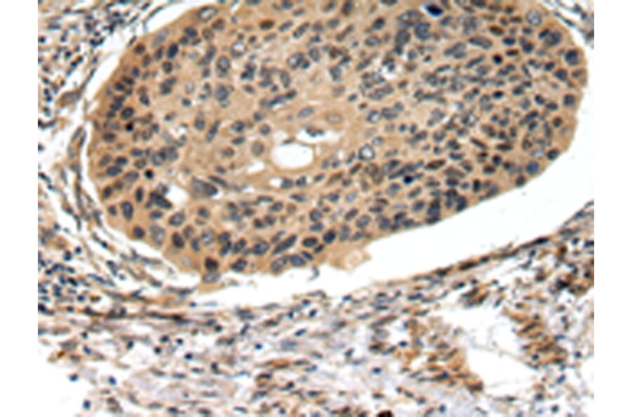 Immunohistochemistry - FOXK1 Antibody from Signalway Antibody (43090) - Antibodies.com