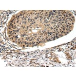 Immunohistochemistry - FOXK1 Antibody from Signalway Antibody (43090) - Antibodies.com