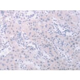 Immunohistochemistry - PKD2L1 Antibody from Signalway Antibody (43099) - Antibodies.com