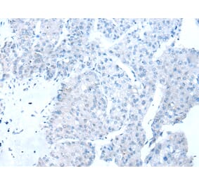 Immunohistochemistry - RBFOX1 Antibody from Signalway Antibody (43111) - Antibodies.com