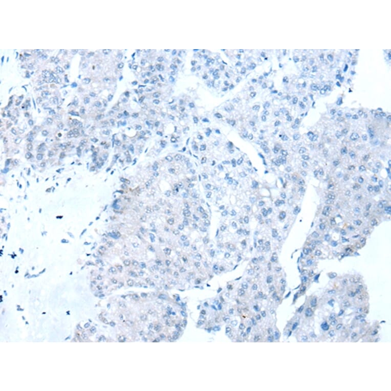 Immunohistochemistry - RBFOX1 Antibody from Signalway Antibody (43111) - Antibodies.com
