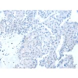 Immunohistochemistry - RBFOX1 Antibody from Signalway Antibody (43111) - Antibodies.com