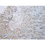 Immunohistochemistry - TADA2A Antibody from Signalway Antibody (43114) - Antibodies.com
