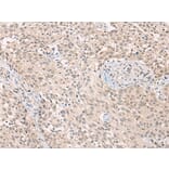 Immunohistochemistry - ADORA1 Antibody from Signalway Antibody (43117) - Antibodies.com