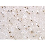 Immunohistochemistry - MRE11A Antibody from Signalway Antibody (43139) - Antibodies.com