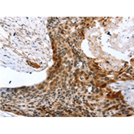 Immunohistochemistry - SYNPO2 Antibody from Signalway Antibody (43152) - Antibodies.com
