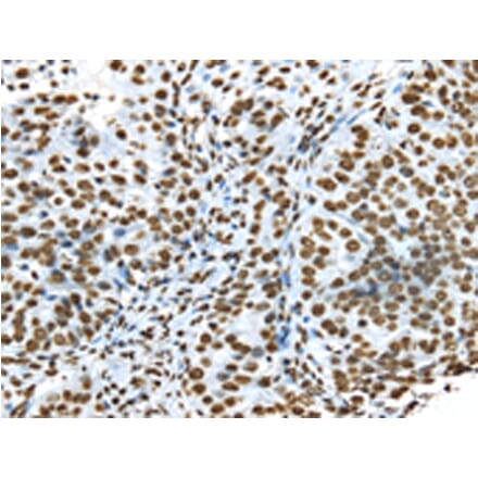 Immunohistochemistry - TRIM27 Antibody from Signalway Antibody (43159) - Antibodies.com
