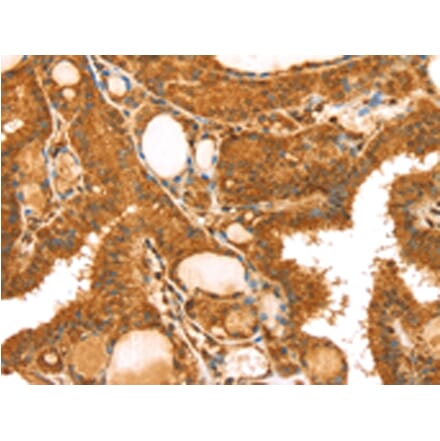Immunohistochemistry - TRIM25 Antibody from Signalway Antibody (43160) - Antibodies.com
