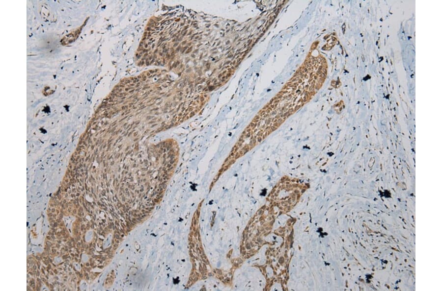 Immunohistochemistry - UGT1A6 Antibody from Signalway Antibody (43176) - Antibodies.com