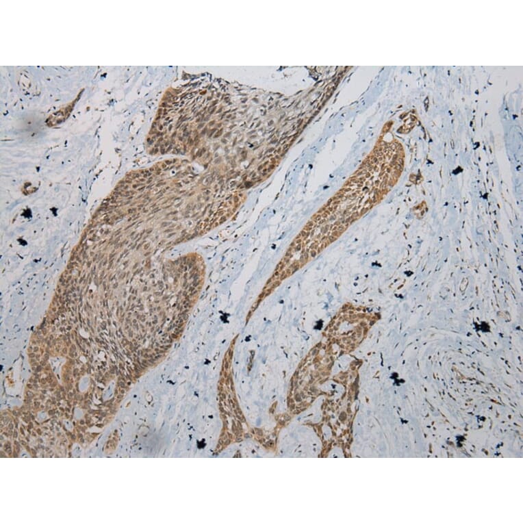 Immunohistochemistry - UGT1A6 Antibody from Signalway Antibody (43176) - Antibodies.com
