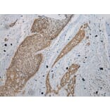 Immunohistochemistry - UGT1A6 Antibody from Signalway Antibody (43176) - Antibodies.com