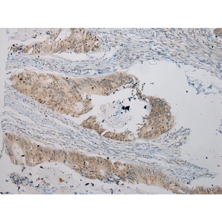 Immunohistochemistry - UGT1A6 Antibody from Signalway Antibody (43176) - Antibodies.com