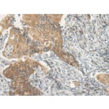 Immunohistochemistry - VIPR2 Antibody from Signalway Antibody (43181) - Antibodies.com