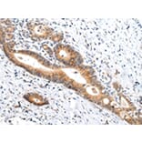 Immunohistochemistry - ZNF281 Antibody from Signalway Antibody (43208) - Antibodies.com