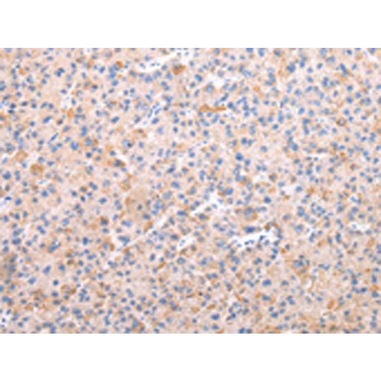 Immunohistochemistry - AXIN1 Antibody from Signalway Antibody (43229) - Antibodies.com