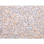 Immunohistochemistry - AXIN1 Antibody from Signalway Antibody (43229) - Antibodies.com
