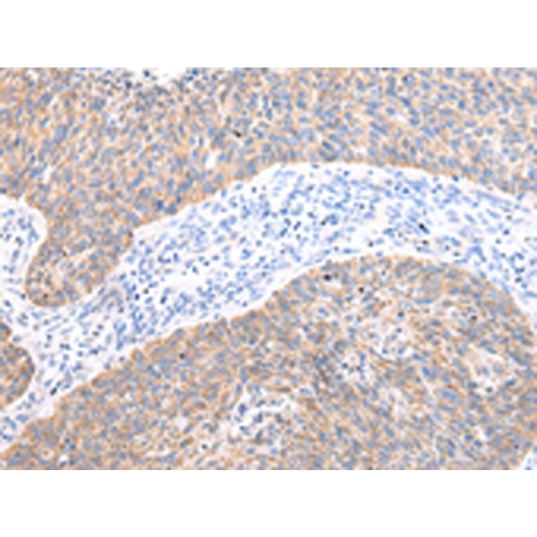 Immunohistochemistry - AXIN1 Antibody from Signalway Antibody (43229) - Antibodies.com