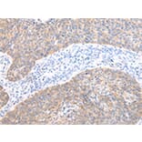 Immunohistochemistry - AXIN1 Antibody from Signalway Antibody (43229) - Antibodies.com