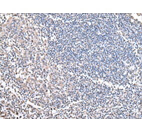 Immunohistochemistry - COX4I1 Antibody from Signalway Antibody (43238) - Antibodies.com