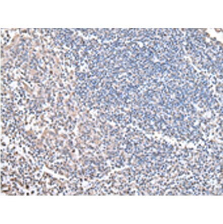 Immunohistochemistry - COX4I1 Antibody from Signalway Antibody (43238) - Antibodies.com