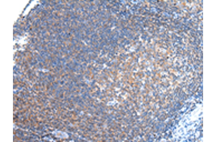 Immunohistochemistry - PCDHA6 Antibody from Signalway Antibody (43241) - Antibodies.com