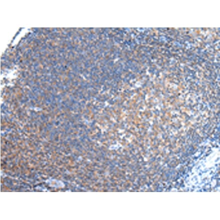 Immunohistochemistry - PCDHA6 Antibody from Signalway Antibody (43241) - Antibodies.com