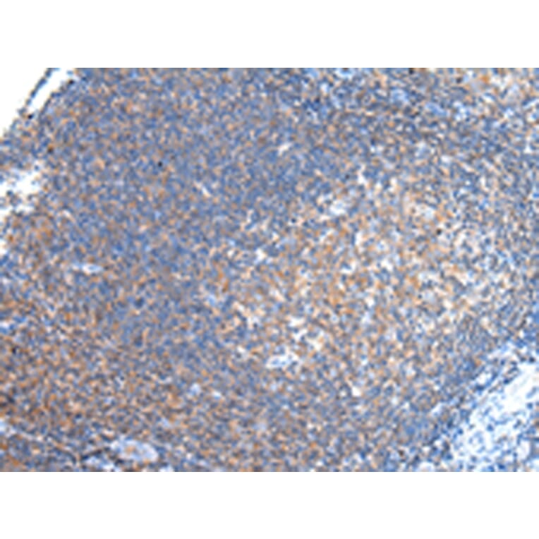 Immunohistochemistry - PCDHA6 Antibody from Signalway Antibody (43241) - Antibodies.com