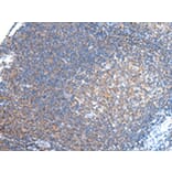 Immunohistochemistry - PCDHA6 Antibody from Signalway Antibody (43241) - Antibodies.com