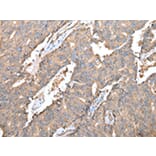 Immunohistochemistry - SPINK7 Antibody from Signalway Antibody (43262) - Antibodies.com