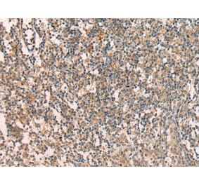 Immunohistochemistry - APCDD1 Antibody from Signalway Antibody (43286) - Antibodies.com