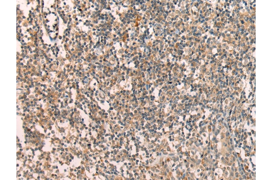 Immunohistochemistry - APCDD1 Antibody from Signalway Antibody (43286) - Antibodies.com