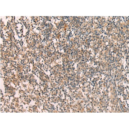 Immunohistochemistry - APCDD1 Antibody from Signalway Antibody (43286) - Antibodies.com