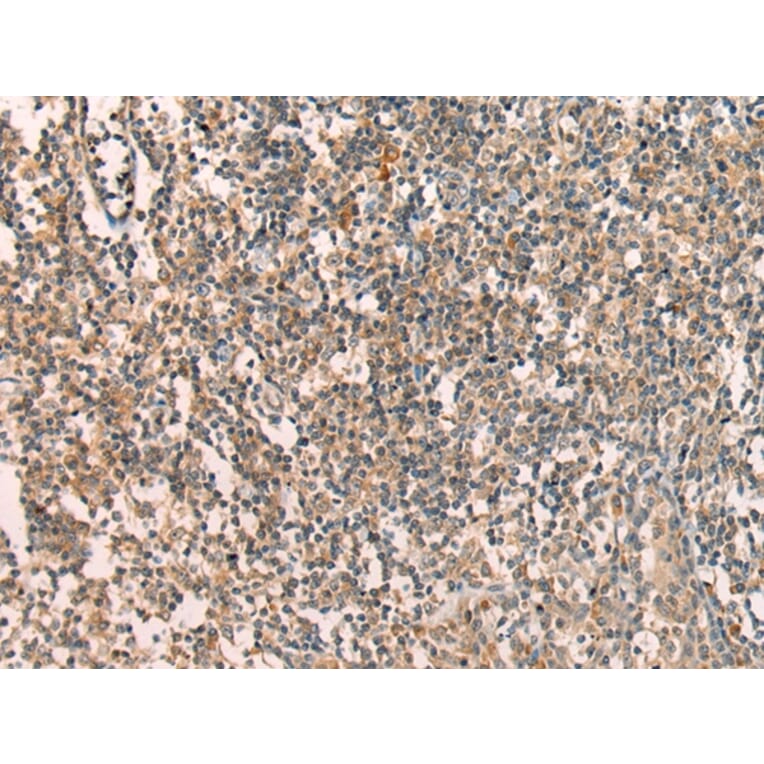 Immunohistochemistry - APCDD1 Antibody from Signalway Antibody (43286) - Antibodies.com