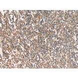 Immunohistochemistry - APCDD1 Antibody from Signalway Antibody (43286) - Antibodies.com